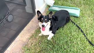 Corgi Destroys Lizard