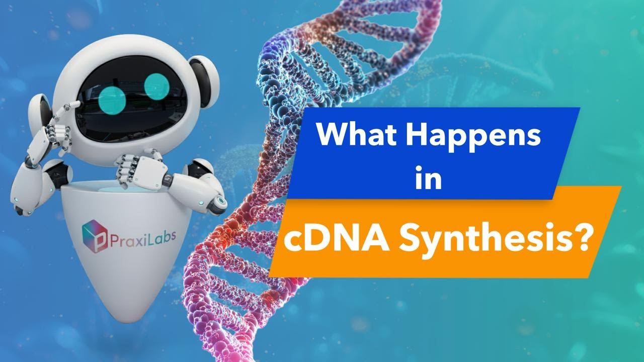 First Strand cDNA Synthesis simulation Molecular biology virtual lab