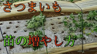 さつまいも 苗を増やす 増殖 方法 安納芋のバイオ苗 ウイルスフリー はこうして増やしている Youtube