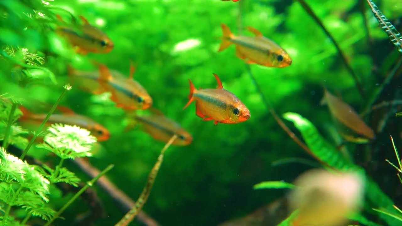 Prachtkongosalmler - Alestopetersius brichardi