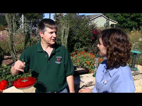 Bird Feeders and