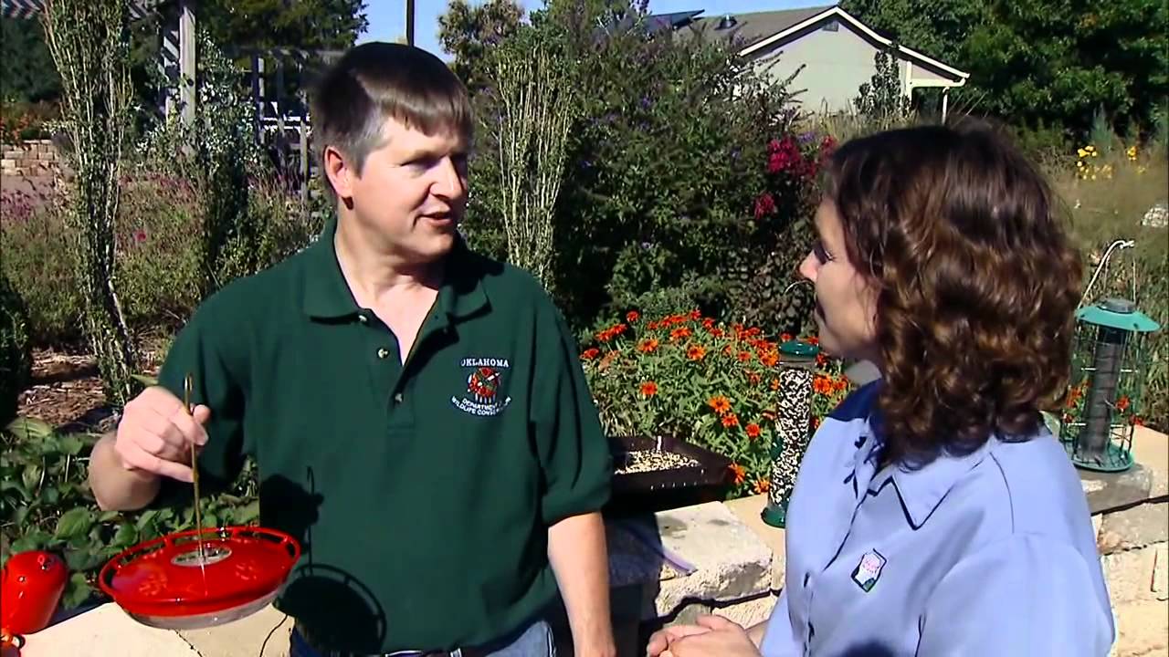 Кормушки для птиц и семена