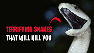 Top 10 Terrifying Snakes That Will Probably Kill You #awesomefacts #facts #snack