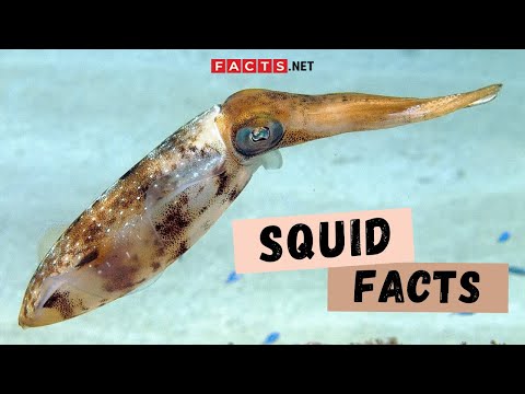 Squid Facts | More About The Giant Squids and Colossal Squids