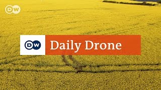 #DailyDrone: Rapeseed field screenshot 1