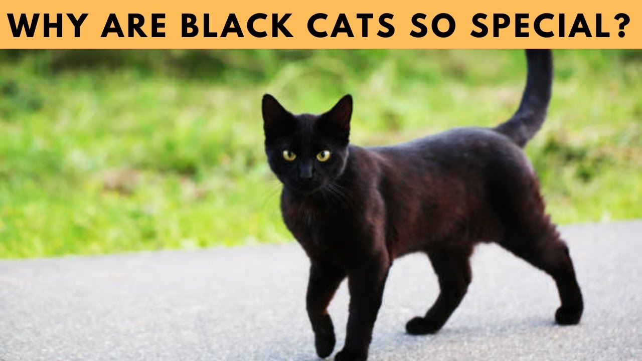 8 Surprising Facts About Black Cats You Need to Know!