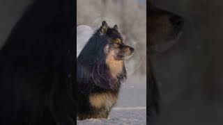 Finish Lapphund dogs | cute dogs