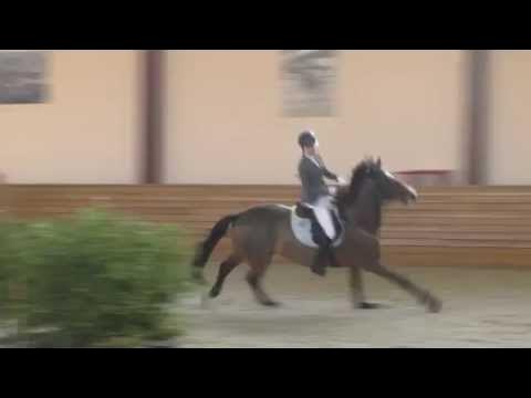 Horse Knocks off Rider and Finishes Competition Alone