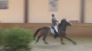 Halfway through a show, this horse decided that his rider was only
slowing him down, she he tossed her off and completed runs jumps
alone. hi wel...