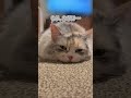 里帰り後、ぐだぐだな猫 #shorts #眠る #ねこ #猫のいる生活