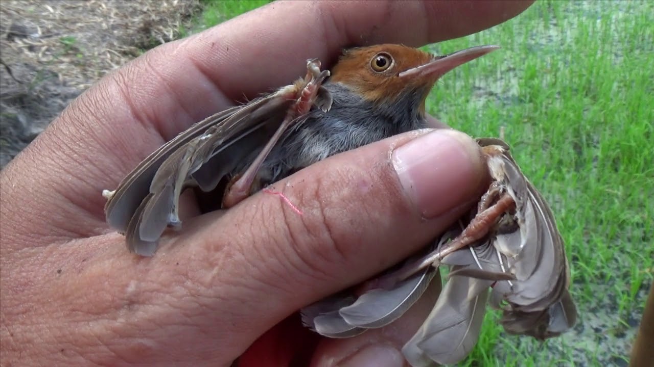 Bẫy chim sâu đầu đỏ về nuôi - YouTube