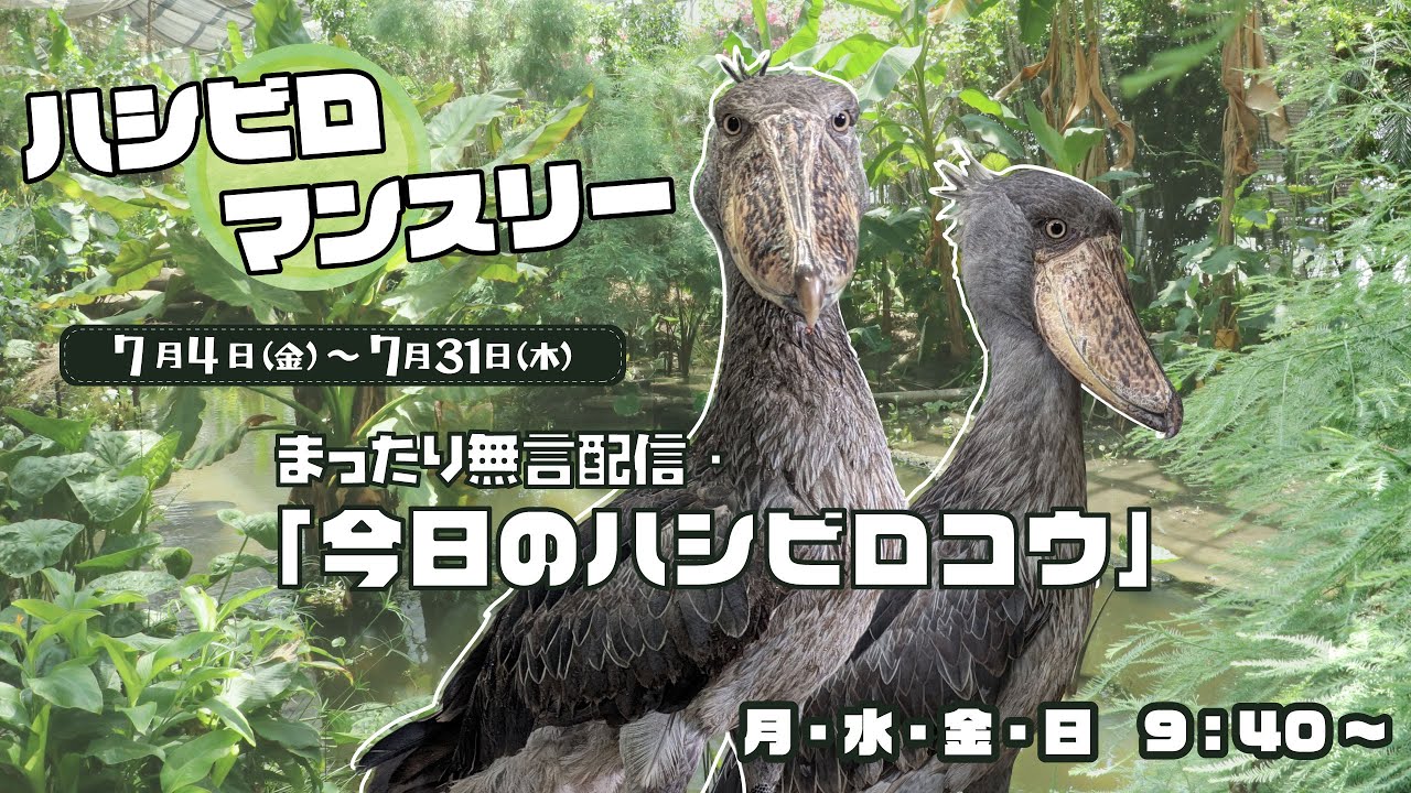 7/13(日) 【今日のハシビロコウ】ライブ配信⑥ - YouTube
