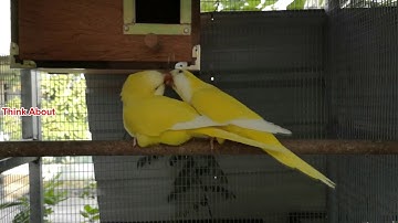 Breeding Monk parrots  #parrot #cute #amazing #birds