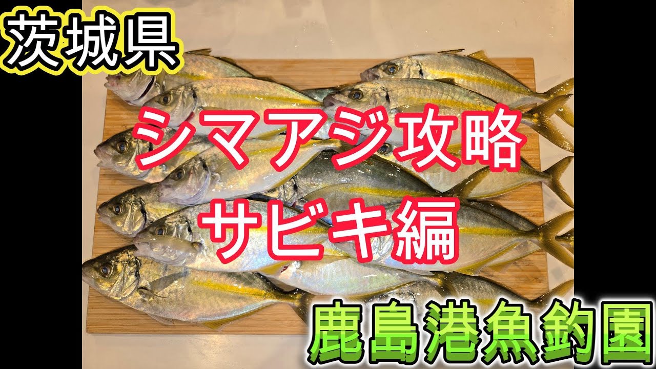 【鹿島港魚釣園】【シマアジ釣り】【サビキ編】【茨城県】2025年9月23日(火)の釣行動画です🎵第13弾(通算27回目)🎣