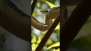 Meet The Majestic Burmese Python