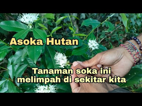 Video: Apakah tanaman yang tumbuh di tanah berkelodak?