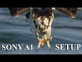 Sony A1 Bird In Flight BIF - Wildlife Autofocus Camera Menu System Setup Guide