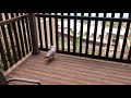 #Antalya #Kemer: Mediterranean seagull lost in NG Phaselis Bay room balcony.