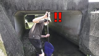 水槽に異変が・・・　橋の下にブリブリのアイツが潜んでいました！