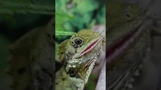 De los reptiles más raros que se pueden tener como mascota (Hypsilurus boydii) @jpslizards