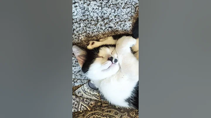 Video 11626011: munchkin cat sleeping, lovely munchkin cat, sweet munchkin