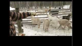 Cashmere at Harmony Farm