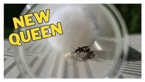 How to Set Up a Test Tube Founding Chamber for New Queen Ants | Nuptial Flight Catch and Care Tips