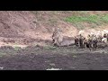 Pack of wild dogs taking waterbuck, toned down for sensitive viewers (full version on my channel)