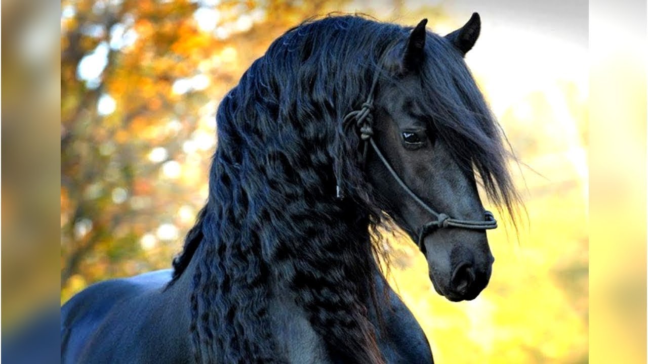 Das Schönste Pferd Der Ganzen Welt