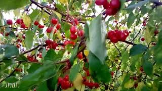 Райские яблочки - футаж... Райские яблочки - футаж...