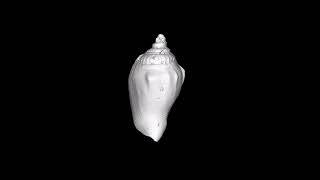 3D Photogrammetry model of a Seashell
