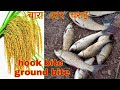 fish hunting || Rohu fish bait