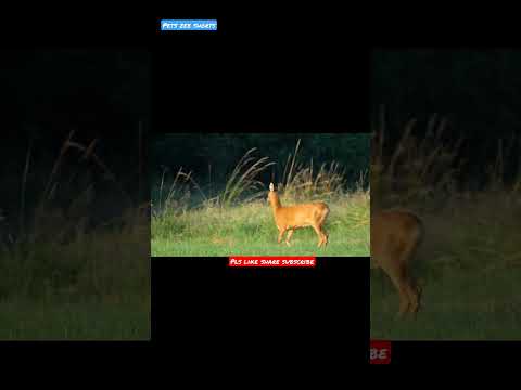 Deer's voice |  Roe deer | warning call | barking | #Shorts