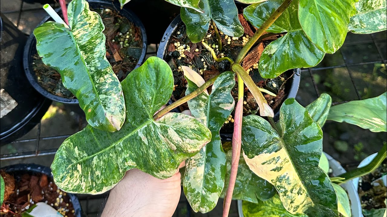 ③フィロデンドロン　ブラウンビューティー　斑入り philodendron Philodendron Brown Beauty - YouTube