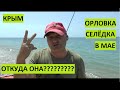 Крым. Рыбалка на Орловском пляже. Селёдка, ставрида, окунь