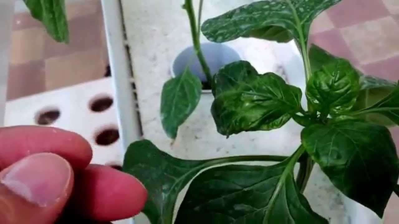 تجربتي مع الزراعة المائية Hydroponic في الكويت الجزء السابع Youtube