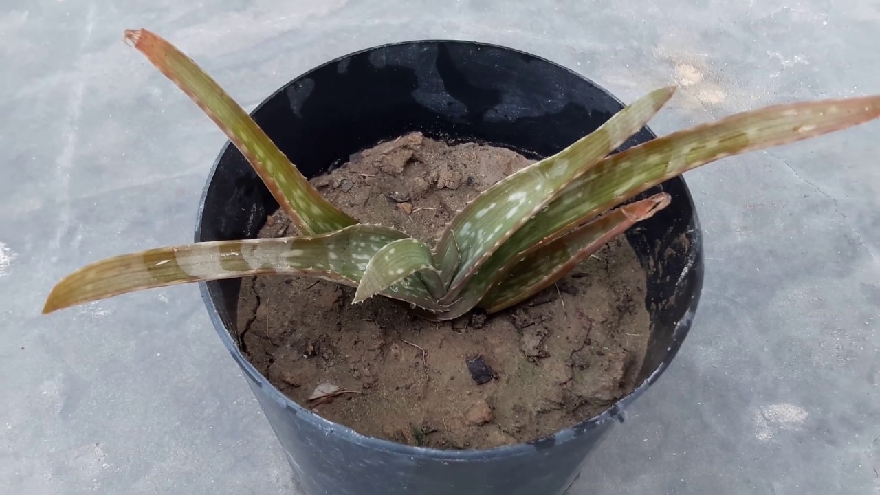 How To Revive A Dying Aloe Vera Plant Update Youtube