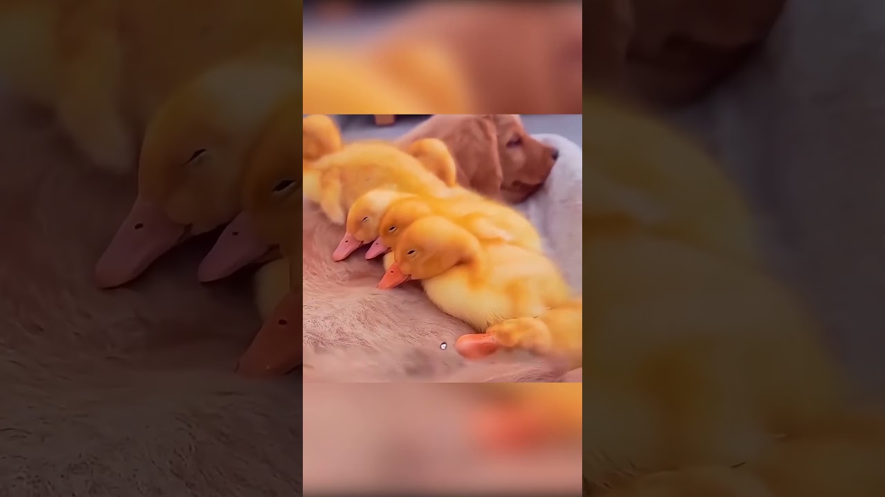 🐶🦆 الجرو الذي أصبح أمًا لصغار البط 💛🥚✨