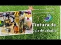 Como hacer tintura de cola de caballo usos y propiedades