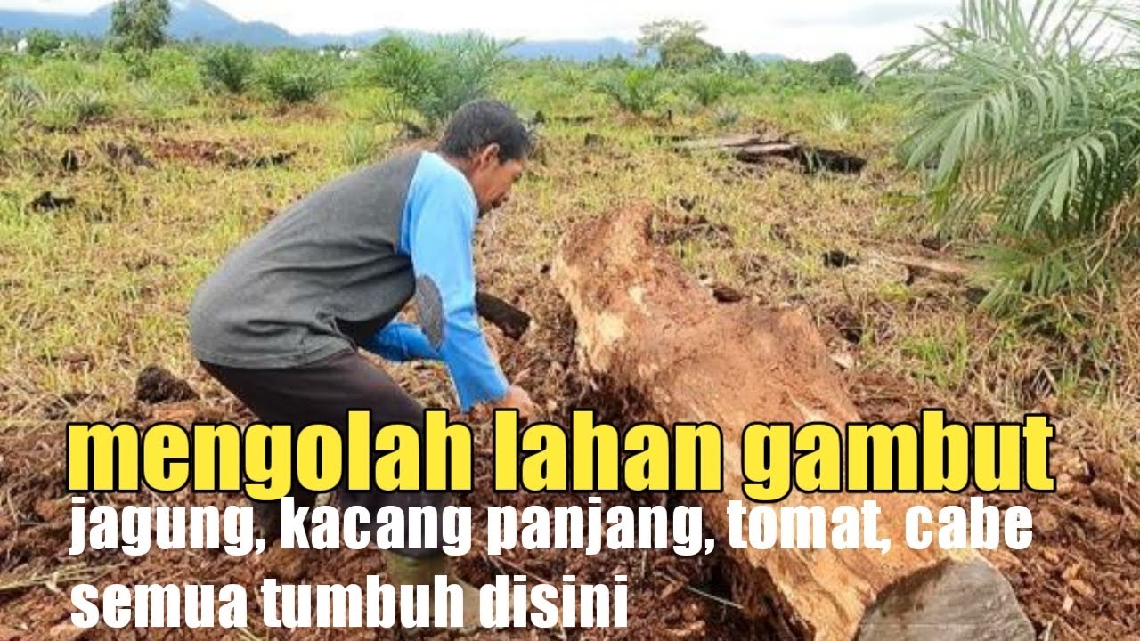 SEMANGAT PAK PARJO MENAKLUKAN LAHAN GAMBUT KALIMANTAN