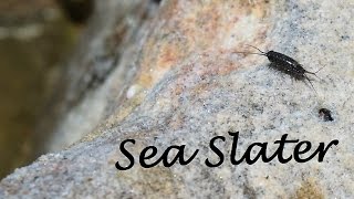 Sea Slater - Sea Roach - Woodlouse Bug Short Doentary