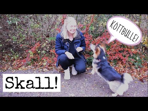 Video: Hur Man Lär En Hund Att Skälla