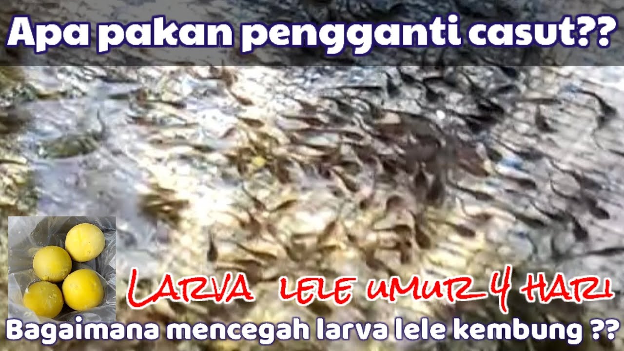 Larva lele umur 4 hari || Alternatif pengganti casut || Mencegah agar tidak kembung