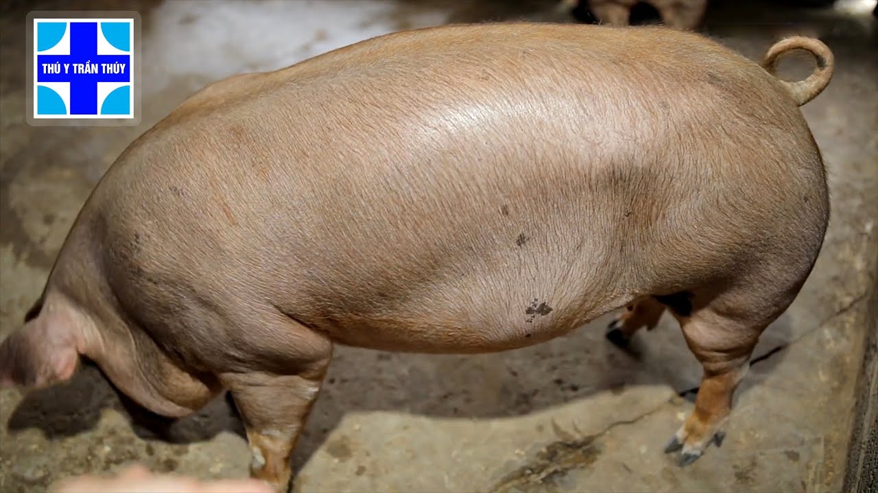 Quy trình tiêm vắc xin cho heo nái mang thai | Bác sĩ thú y Trần Thúy