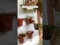 Makeover my vertical terrace garden ✨🪴#houseplants #youtubeshorts #gardening