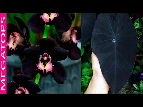 Video: Plantas de follaje morado o negro - Cómo usar plantas de follaje oscuro en los jardines