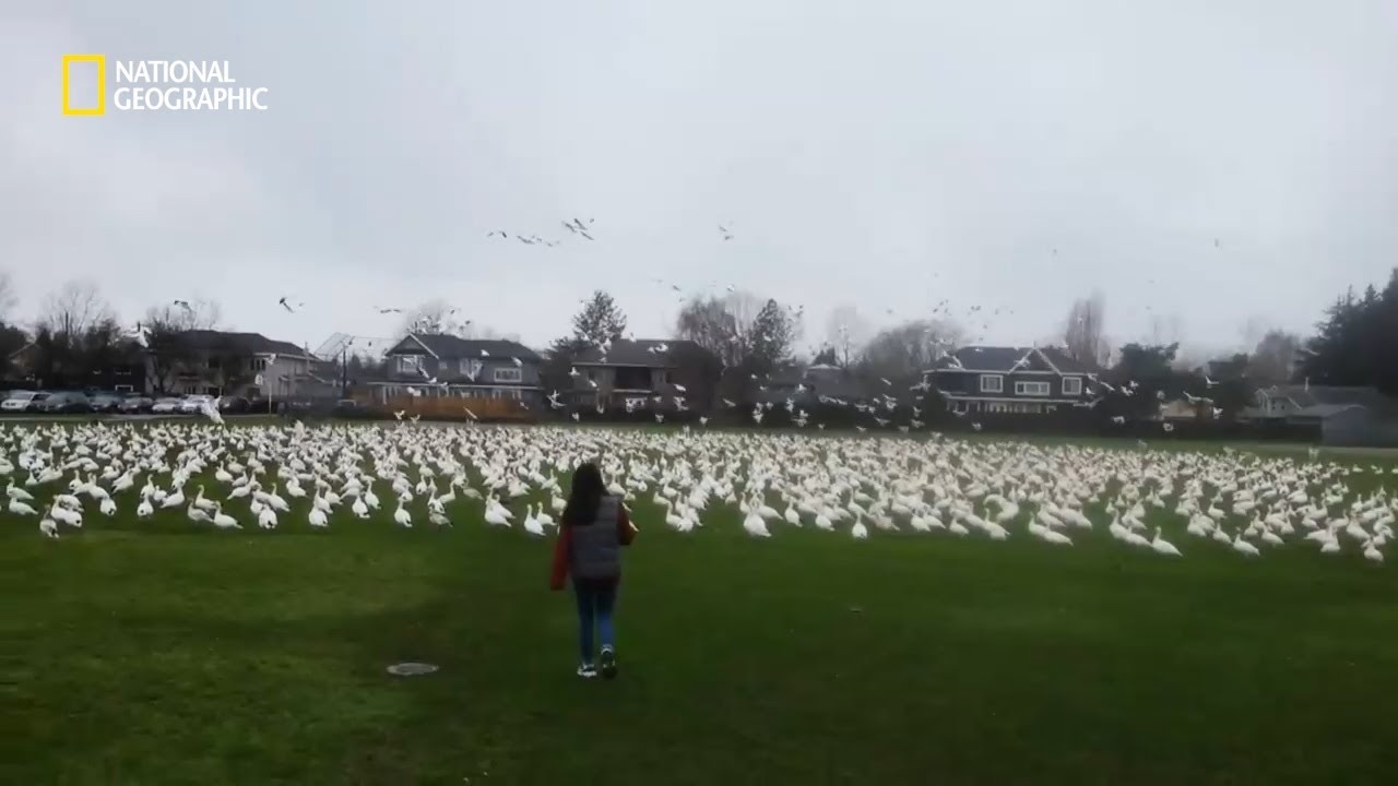 수천 마리의 기러기떼가 나를 향해 날아온다면?