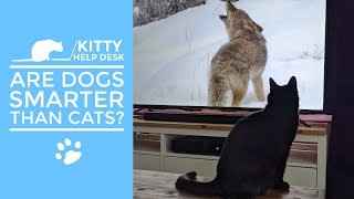 Are Dogs Smarter Than cats? by Kitty Help Desk 104 views 7 months ago 8 minutes, 25 seconds