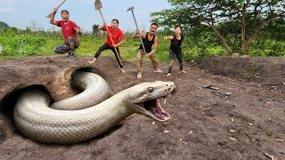Expert Bravely Digs Up and Captures a Giant White Python