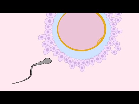 Video: Lze Vajíčko Po Ovulaci Oplodnit?